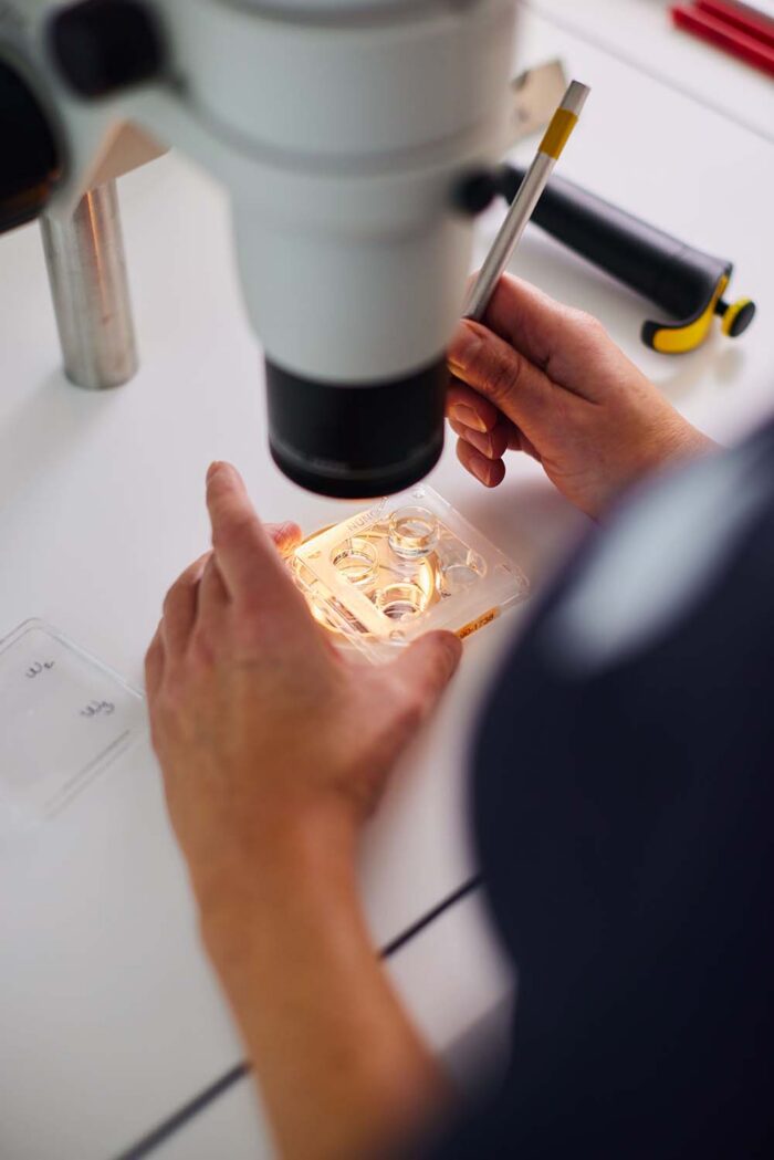 Hænder holder en laboratorieskål under et mikroskop